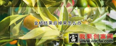 金桔结果后掉果怎么办