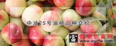 中油25号油桃品种介绍