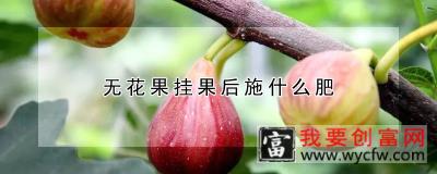 无花果挂果后施什么肥