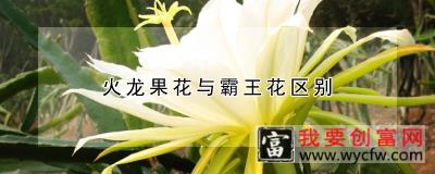 火龙果花与霸王花区别