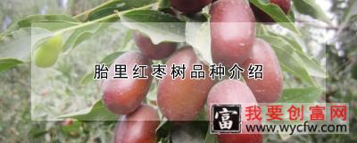 胎里红枣树品种介绍