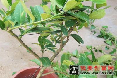 盆栽柠檬树的养殖方法和注意事项
