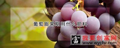 葡萄膨果期用什么肥料