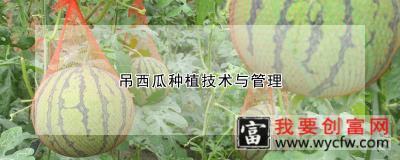 吊西瓜种植技术与管理