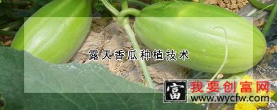 露天香瓜<a href=https://www.wycfw.com/e/tags/?tagid=130 target=_blank class=infotextkey>种植技术</a>