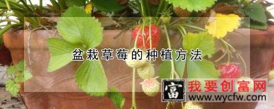 盆栽草莓的<a href=https://www.wycfw.com/e/tags/?tagid=232 target=_blank class=infotextkey>种植方法</a>