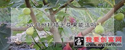 六月份扦插无花果能活吗