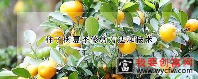 柿子树夏季修剪方法和技术