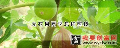 无花果夏季怎样剪枝