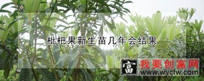 枇杷果新生苗几年会结果