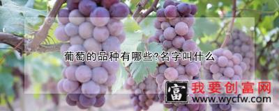 葡萄的品种有哪些?名字叫什么