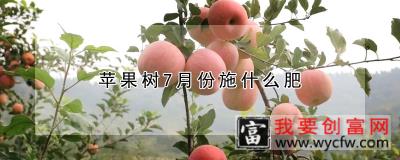 苹果树7月份施什么肥