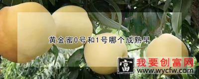 黄金蜜0号和1号哪个成熟早