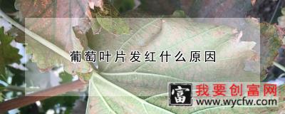 葡萄叶片发红什么原因