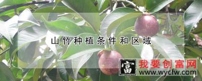 山竹种植条件和区域