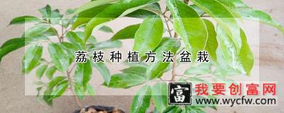 荔枝<a href=https://www.wycfw.com/e/tags/?tagid=232 target=_blank class=infotextkey>种植方法</a>盆栽