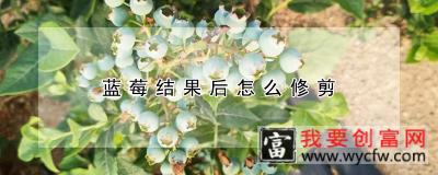 蓝莓结果后怎么修剪