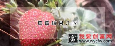 草莓结果几季