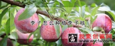 李子怎么种植李子核