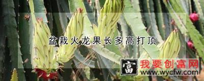 盆栽火龙果长多高打顶