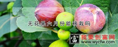 无花果六月份能移栽吗