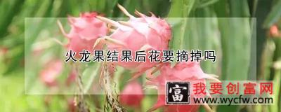 火龙果结果后花要摘掉吗