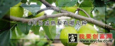 6月份成熟梨有哪几种