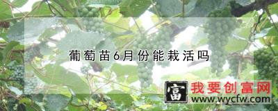 葡萄苗6月份能栽活吗