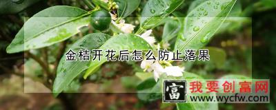 金桔开花后怎么防止落果