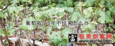 葡萄栽了5年不结果怎么办