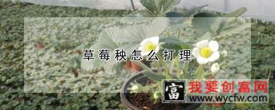 草莓秧怎么打理