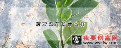 菠萝蜜苗长什么样