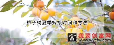 柿子树夏季嫁接时间和方法