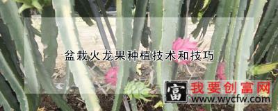 盆栽火龙果种植技术和技巧