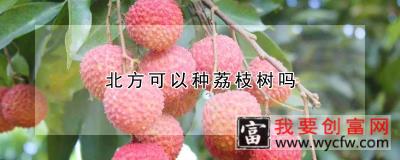 北方可以种荔枝树吗