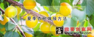 夏季杏树嫁接方法