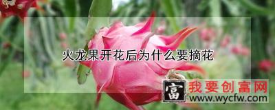 火龙果开花后为什么要摘花