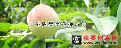 桃树夏季嫁接方法