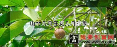 山竹几月开花几月结果