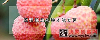 荔枝核怎么种才能发芽