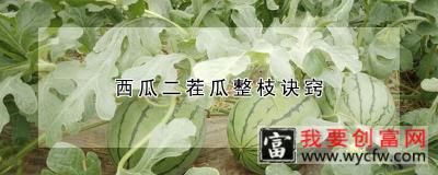 西瓜二茬瓜整枝诀窍