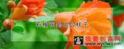 石榴花是什么样子