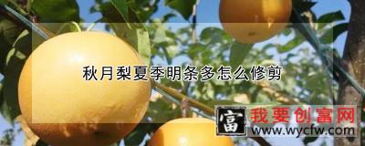 秋月梨夏季明条多怎么修剪