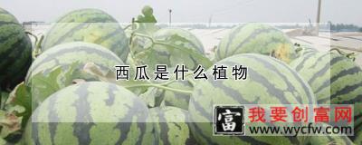 西瓜是什么植物