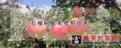 石榴树夏季修剪技术