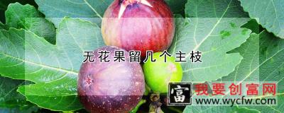 无花果留几个主枝