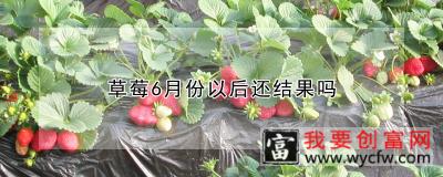 草莓6月份以后还结果吗