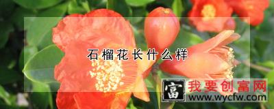 石榴花长什么样