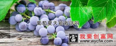 葡萄夏天能栽活吗