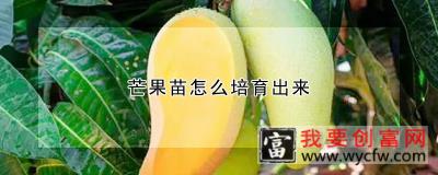 芒果苗怎么培育出来